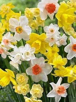 Pink Double Petals Narcissus Daffodil Seeds for Planting Garden Favorite Heirloom & GMO Free Seeds for Home Garden
 
 Sale for planting in home garden