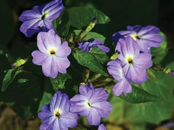 Browallia (Browallia Flower) seeds for planting in home garden