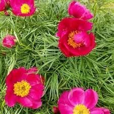 Fern Leaf Peony Flower seeds for Planting - Shade Tolerant, Heirloom & GMO Free Seeds for Home Garden
 
 Sale seeds for home garden