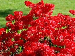 Dark Maroon Red Fuchsia Flower Seeds for Planting Wildflower Mix Heirloom & GMO Free Seeds for Home Garden
 
 Sale for planting in home garden