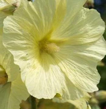 Yellow Alcea Ficifolia Flower Seeds Planting Vibrant