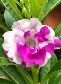 Brown Sweet Pea Flower Seeds – Seasonal Bloomer Heirloom & NonGMO Seeds for Home Garden Planting
 
 Sale for planting in home garden