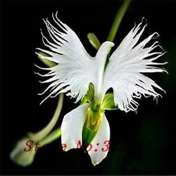 White Egret Flower seeds for Planting Drought Tolerant Heirloom & GMO Free Seeds for Home Garden
 
 Sale seeds for home garden planting