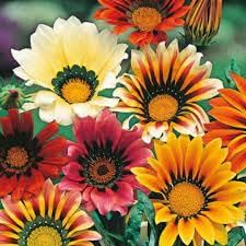 Gazania (Gazania Flower) seeds for planting in home garden