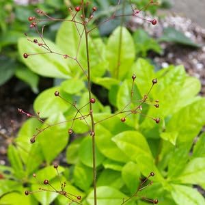 Talinum Paniculatum Flower seeds for Planting - Drought Tolerant, Heirloom & GMO Free Seeds for Home Garden
 
 Sale for planting in home garden.