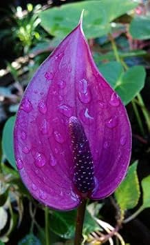 Red Fritillaria Flower Seeds for Planting Garden Favorite Heirloom & GMO Free Seeds for Home Garden
 
 Sale for planting in home garden