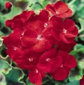 Maroon Univalve Geranium Flower seeds for Planting - Drought Tolerant, Heirloom & GMO Free Seeds for Home Garden
 
 Sale for planting in home garden.