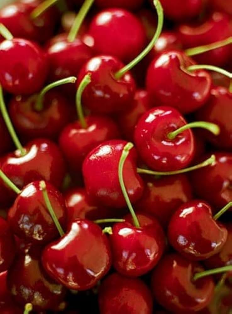 Bio-Boden Cherry for planting in home garden