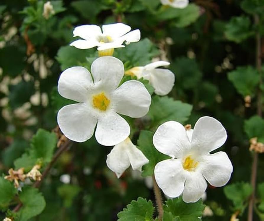 Bacopa Flower seeds for Planting - Sun Loving, Heirloom & GMO Free Seeds for Home Garden
 
 Sale for planting in home garden.