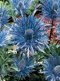 Sea Blue Holly Flower seeds for Planting - Seasonal Bloomer, Heirloom & GMO Free Seeds for Home Garden
 
 Sale for planting in home garden