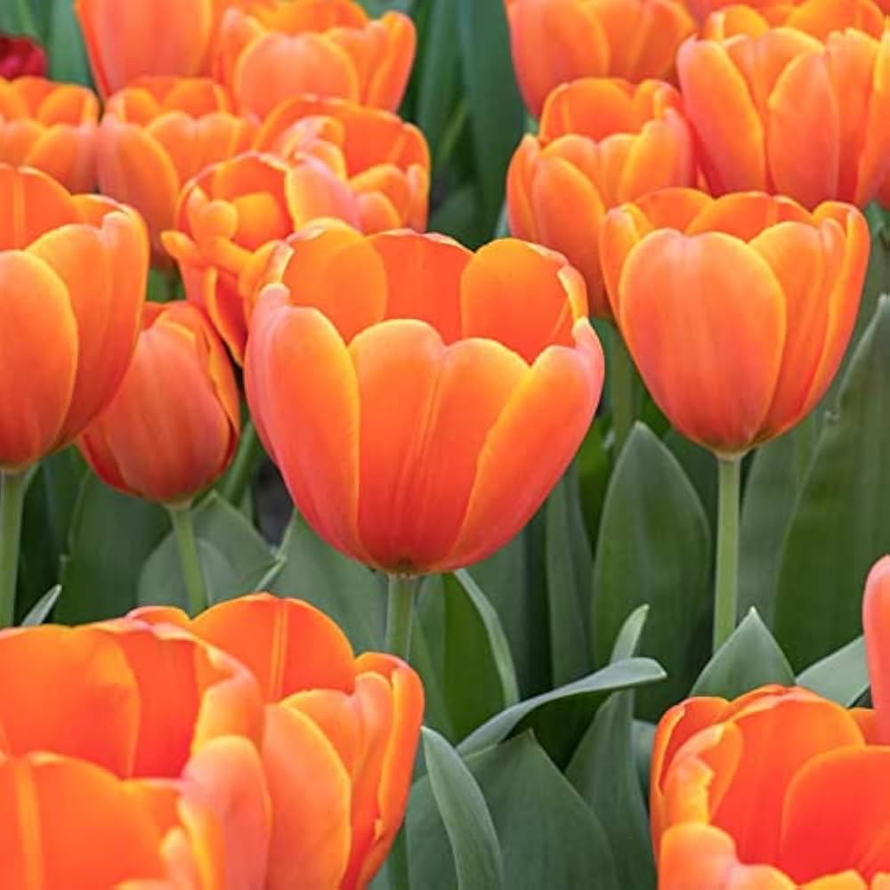 Orange Tulip Flower Seeds For Planting