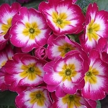 Purple Yellow Primula Malacoides Seeds Flower seeds for Planting Bright Blossoms Heirloom & GMO Free Seeds For Home Garden 
 
 Sale for planting in home garden