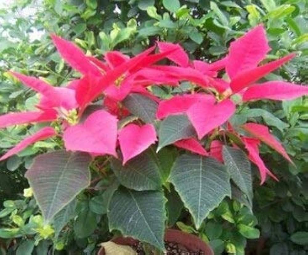 Euphorbia Pulcherrima Euphorbia pulcherrima seeds for planting in flower bed