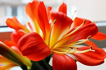 Clivia Flower seeds for Planting - Pollinator Friendly, Heirloom & GMO Free Seeds for Home Garden
 
 Sale seeds for home garden