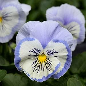 White Camellia Flower Seeds for Planting Perfect for Borders Heirloom & GMO Free Seeds for Home Garden
 
 Sale for planting in home garden