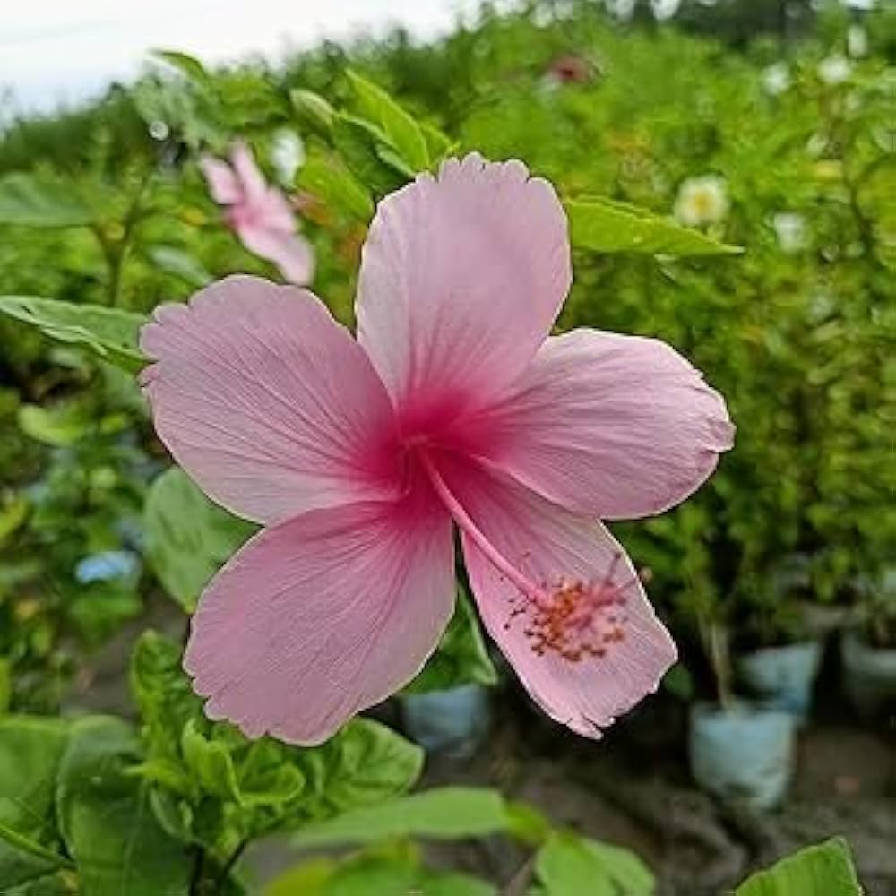 Hibiscus 24 Kinds Pink Senensis Seeds