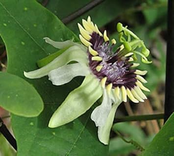 Colinvauxii Passion Flower seeds for Planting - Colorful Display, Heirloom & GMO Free Seeds for Home Garden
 
 Sale for planting in home garden.