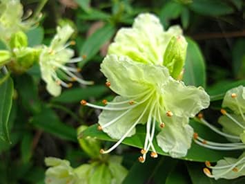 Light Pink Snow Rose Flower Seeds for Planting Colorful Display Heirloom & GMO Free Seeds for Home Garden
 
 Sale for planting in home garden