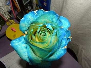 Sky Blue Green Rose Flower Seeds For Planting