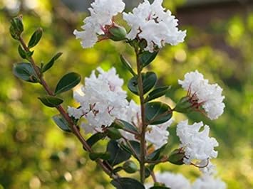 White Crepe Myrtle Flower seeds for Planting - Easy to Grow, Heirloom & GMO Free Seeds for Home Garden
 
 Sale for planting in home garden