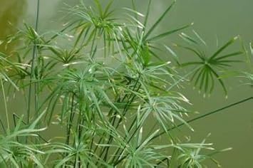 Egyptian Papyrus Flower seeds for Planting - Seasonal Bloomer, Heirloom & GMO Free Seeds for Home Garden
 
 Sale seeds for home garden