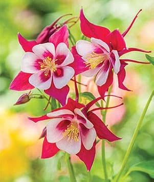 Aquilegia Dark Pink & White Seeds For Planting