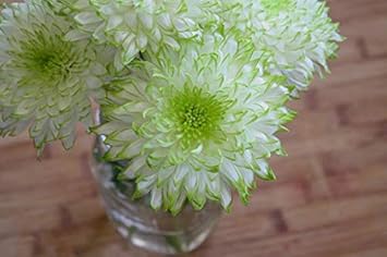 Mixed Carnation Flower Seeds for Planting Sun Loving Heirloom & GMO Free Seeds for Home Garden
 
 Sale for planting in home garden