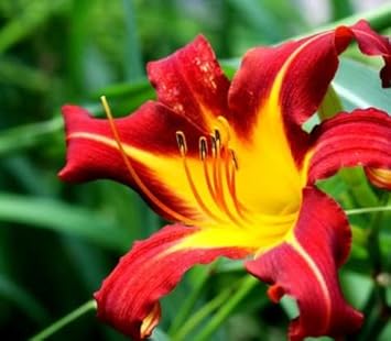 Yellow Red Hemerocallis Flower seeds for Planting - Sun Loving, Heirloom & GMO Free Seeds for Home Garden
 
 Sale seeds for home garden