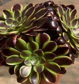 Sedum Succulent Planting Seeds: Black Green Variety Plant Seeds