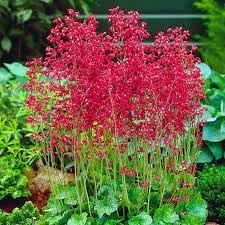 Heirloom Coral Bells Flower seeds for Planting Long Bloom Season Heirloom & GMO Free Seeds for Home Garden 
 
 Sale for planting in home garden