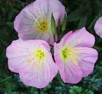 Purple Primrose Flower seeds for Planting - Sun Loving, Heirloom & GMO Free Seeds for Home Garden
 
 Sale seeds for planting in home garden