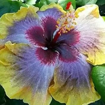 Purple Hibiscus Flower Seeds for Planting Sun Loving Heirloom & GMO Free Seeds for Home Garden
 
 Sale for planting in home garden