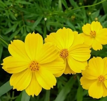 Cosmos (Cosmos Flower) seeds for planting in home garden
