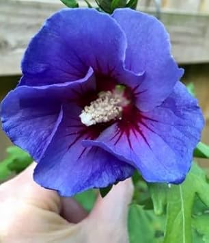 Dark Blue Hibiscus Flower Seeds For Planting - Vibrant Blooms