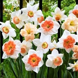 Mixed Color EveningScented Flower Seeds for Planting Bright Blooms Heirloom & GMO Free Seeds for Home Garden
 
 Sale for planting in home garden