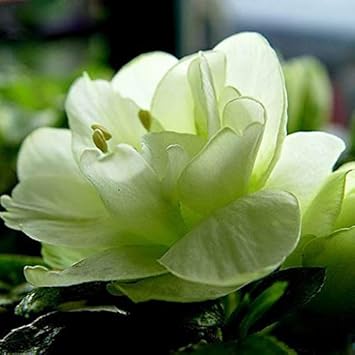 Violet Away Rose Flower Seeds for Planting Drought Tolerant Heirloom & GMO Free Seeds for Home Garden
 
 Sale for planting in home garden