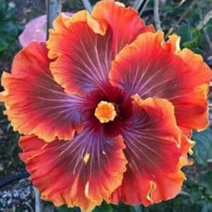 Purple Orange Hibiscus Flower seeds for Planting - Pollinator Friendly, Heirloom & GMO Free Seeds for Home Garden
 
 Sale seeds for home garden