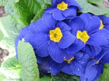 Yellow Hibiscus Flower Seeds for Planting Low Maintenance Heirloom & GMO Free Seeds for Home Garden
 
 Sale for planting in home garden