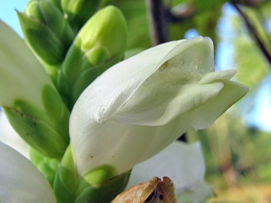 Turtlehead Chelone glabra native wildflower seeds