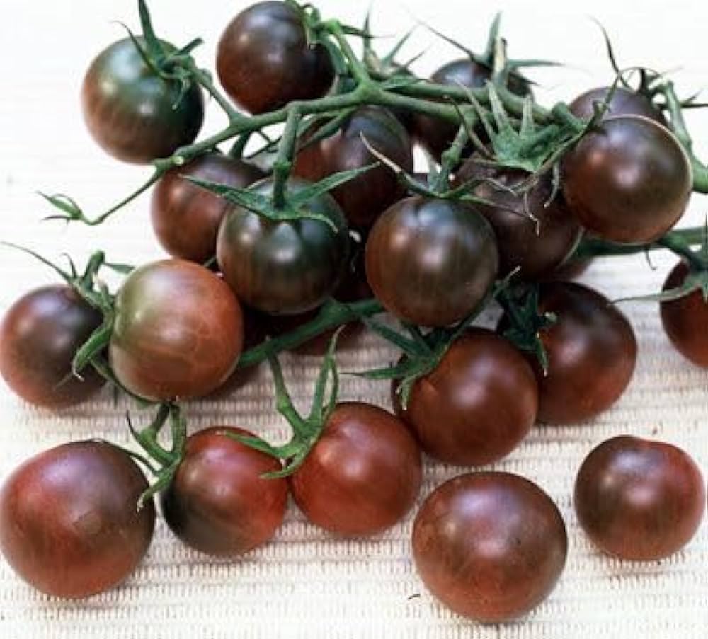 Black Cherry Tomato for planting in vegetable patch