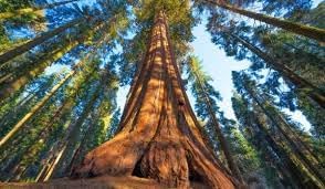 Majestic Sequoia Tree Seeds For Planting