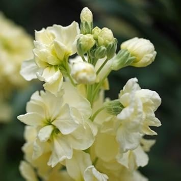 Blue Crocus Flower Seeds – Pollinator Friendly Heirloom & NonGMO Seeds for Home Garden
 
 Sale for planting in home garden