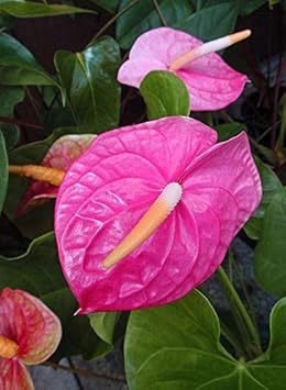 Plant Pink Anthurium Seeds - Exotic Flower For Lush Growth