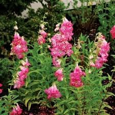 Penstemon Palmeri Flower seeds for Planting Pollinator Friendly Heirloom & GMO Free Seeds for Home Garden 
 
 Sale for planting in home garden