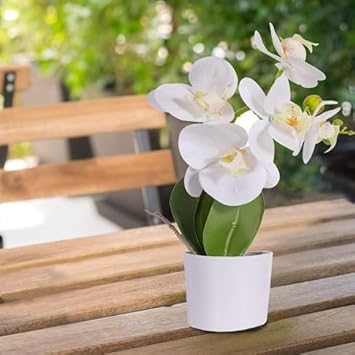 Cream Narcissus Flower Seeds for Planting Pollinator Friendly Heirloom & GMO Free Seeds for Home Garden
 
 Sale for planting in home garden
