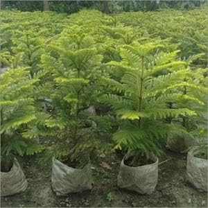 Light Green Araucaria Foliage Seeds For Planting Plant Seeds