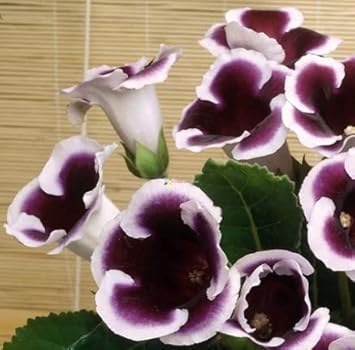 White Black Gloxinia Flower seeds for Planting Easy to Grow Heirloom & GMO Free Seeds for Home Garden
 
 Sale seeds for home garden planting