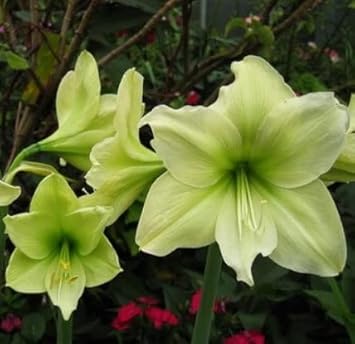 Green Hippeastrum Rutilum Flower seeds for Planting - Easy to Grow, Heirloom & GMO Free Seeds for Home Garden
 
 Sale seeds for planting in home garden