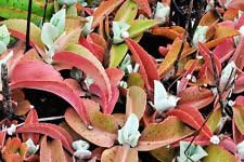 Kalanchoe Gastonis Mixed Seeds For Planting Plant Seed