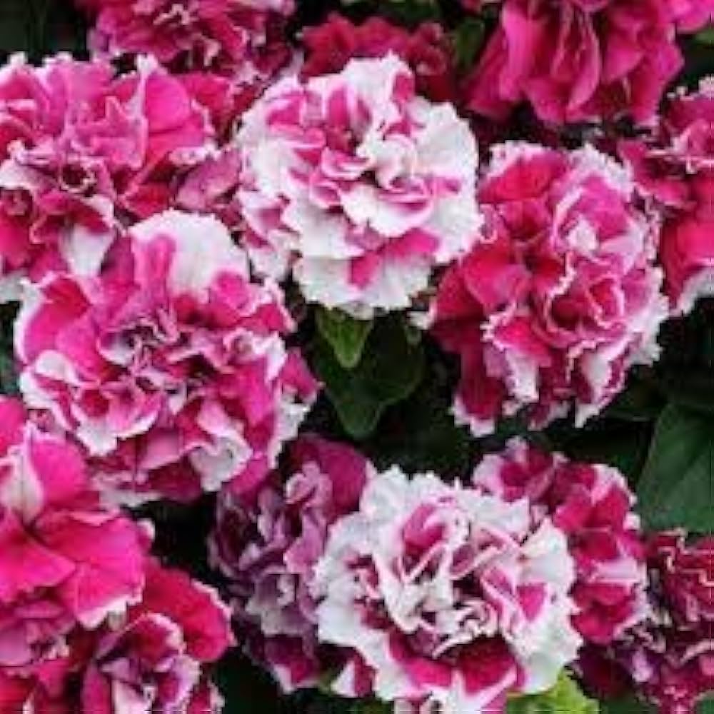 Petunia Double Madness Red White for planting in flower bed